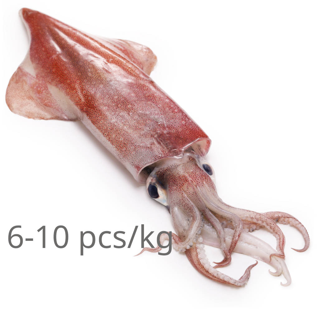 FZ Sotong 6-10 (PKT)