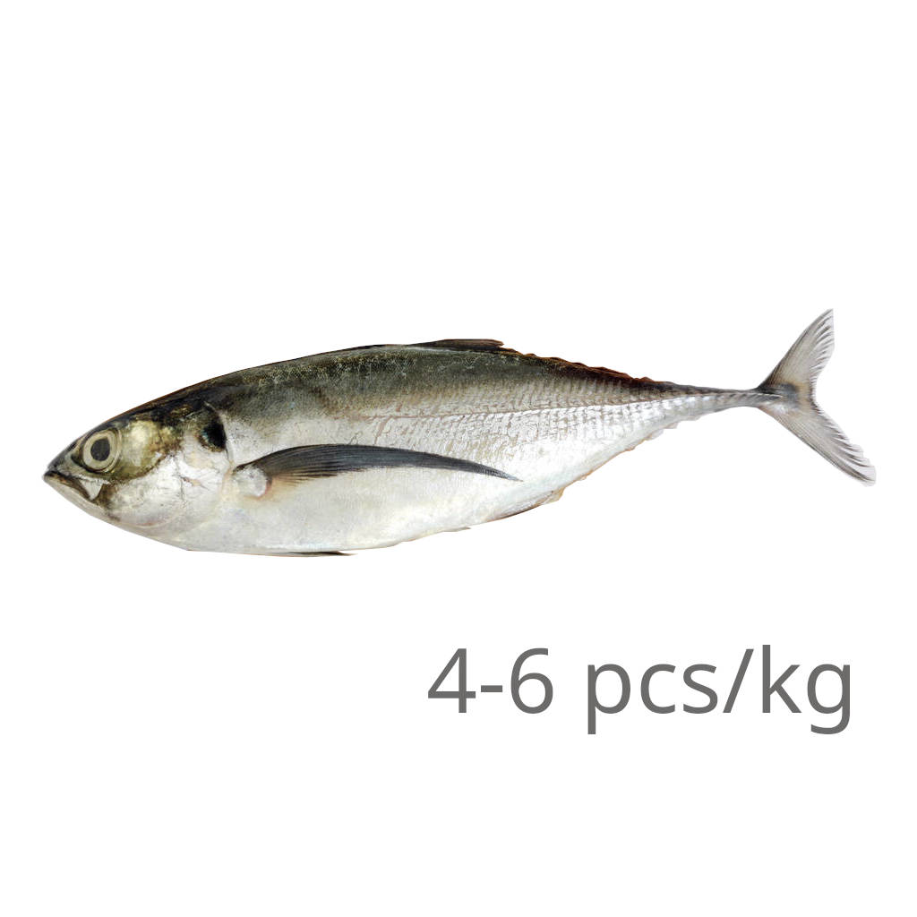 FZ Cencaru 4-6 (PKT)