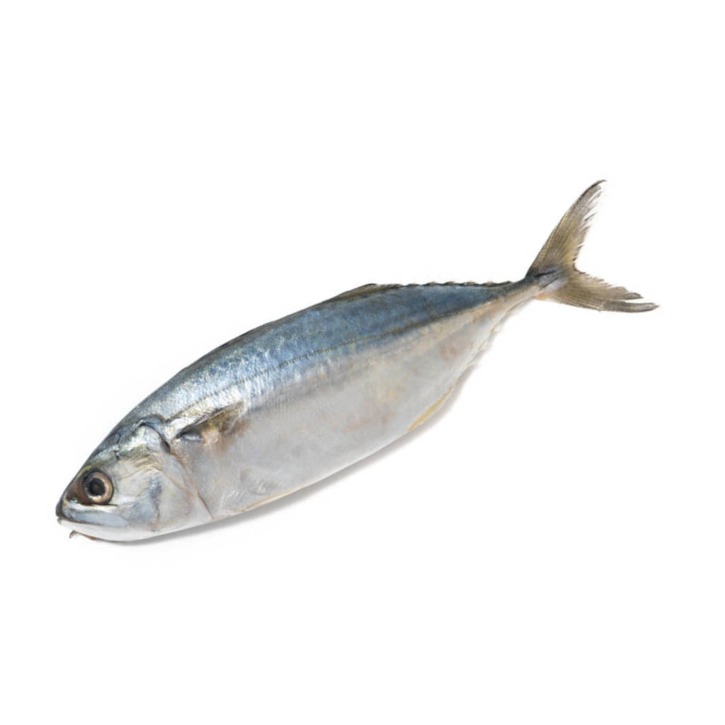 FZ Kembong 6-8 (PKT)