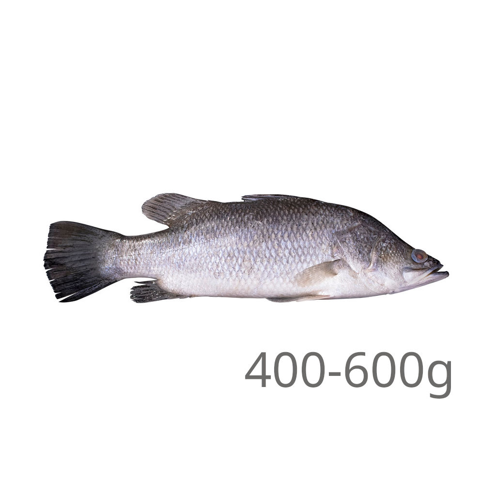 FZ Siakap 400-600 (PCS)