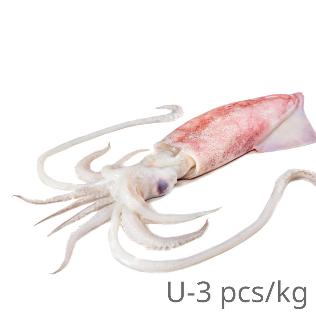 FZ Sotong U-3 (PKT)