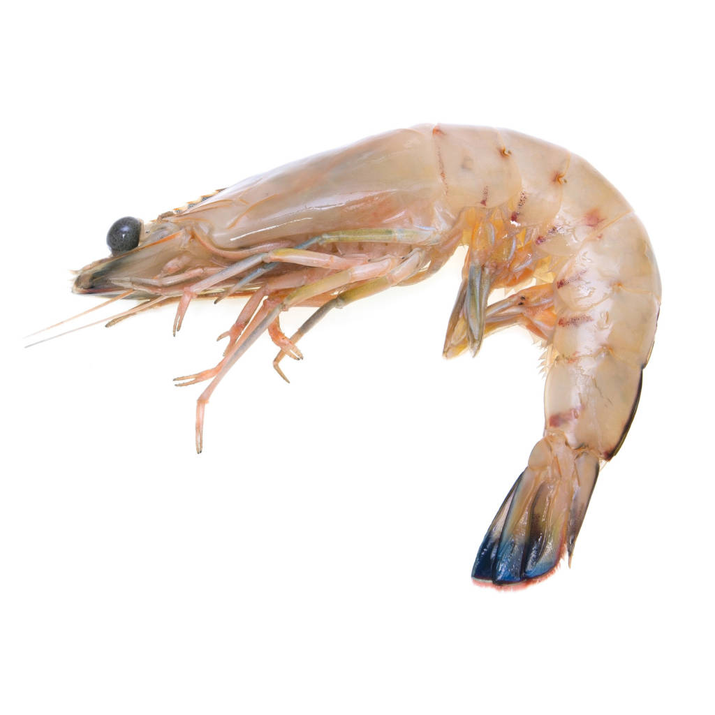 FZ Udang Putih 21-30 (PKT)