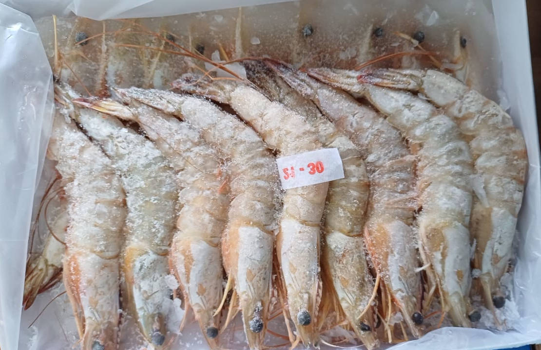 FZ Udang Putih 21-30 (PKT)